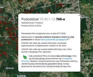 Wycinka lasów w Szczecinie i regionie 