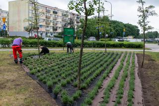 Lawendowe pole w Parku Żeromskiego. To zwycięski projekt z łódzkiego Budżetu Obywatelskiego