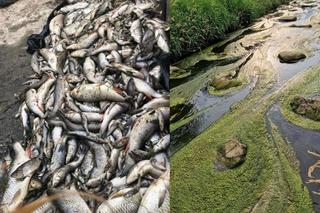 Śnięte ryby w rzece Wildze w Krakowie. Wojewoda: Nie ma mowy o katastrofie ekologicznej. Wędkarze: to kłamstwo