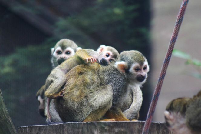 Cud narodzin w Warszawskim ZOO. Rozkoszne sajmirki podbijają wybieg