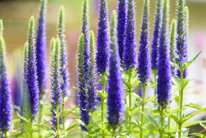 Przetaczni kłosowy 'Ronica Blue'