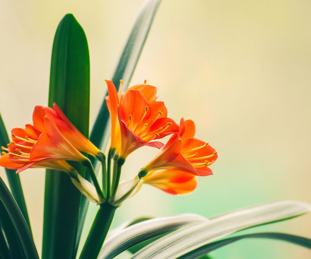 Kliwia jest toksyczna na całej swojej długości.