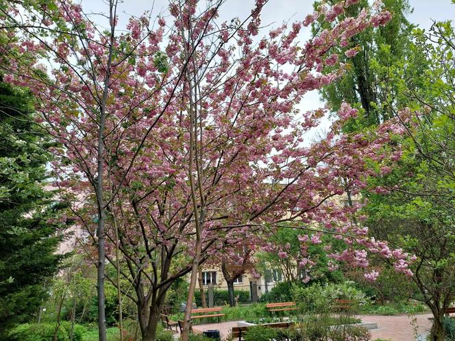 Ogród Botaniczny UKW jest jak nowy. Sprawdźcie, co się tam zmieniło!