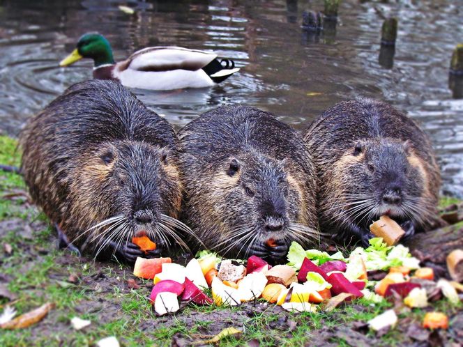 Nutrie w Rybniku jednak przeżyją?