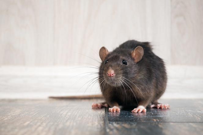 SZCZUR dziki a domowy. Jakie choroby przenosi szczur? Zwalczanie szczurów