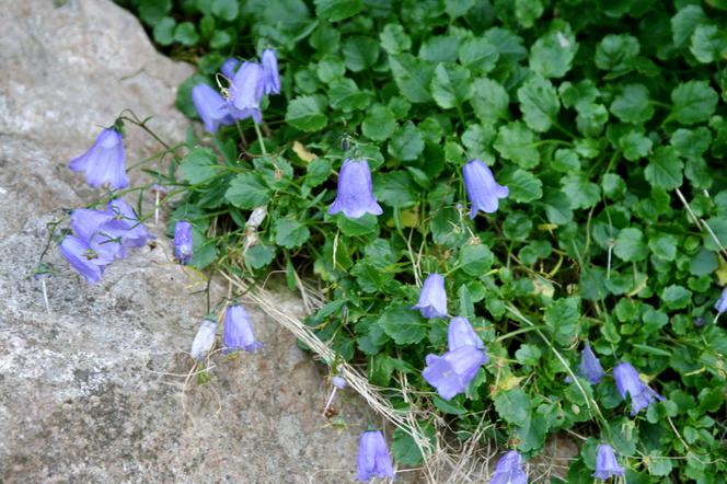 Dzwonek drobny -  Campanula pusilla