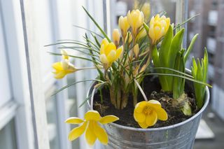 Krokusy w doniczkach