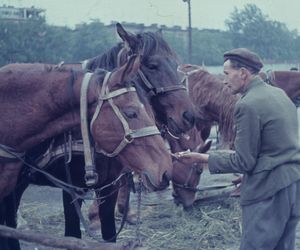 Targowisko Turzyn w latach 1964-1966