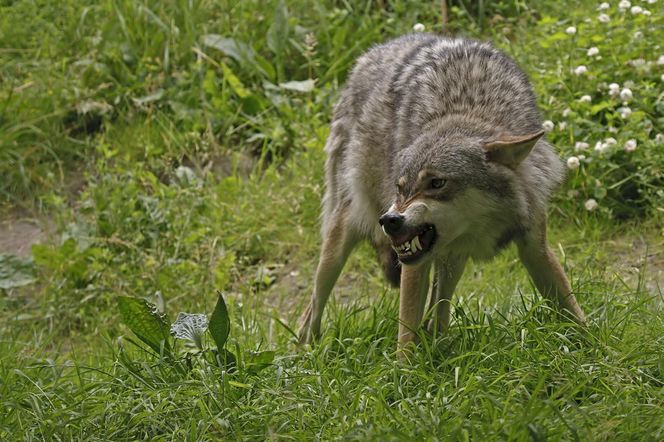 Wilki w rejonie Puszczy Knyszyńskiej. Mieszkańcy alarmują