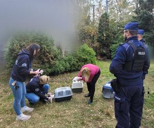 Weszli do środka budynku i zamarli. W środku konały koty, jeden nie przeżył