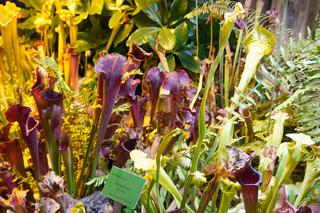 Palmiarnia w Poznaniu