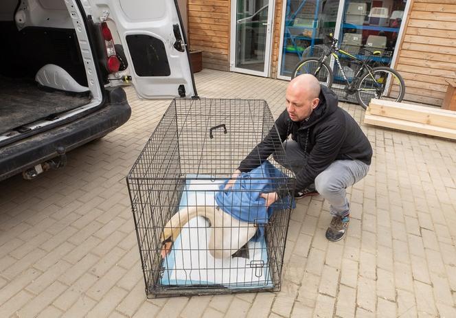Łabędź Leo wrócił na wolność