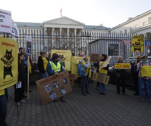 Wielki protest przez ratuszem. Wolontariusze walczą o życie kotów