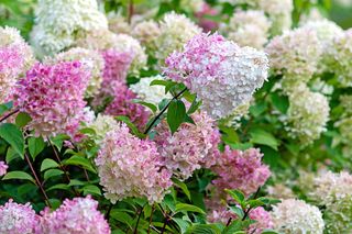 Hortensja bukietowa grandiflora. Wymagania, pielęgnacja, choroby