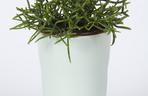 Rhipsalis