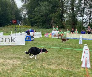 Psy ścigały się w Krakowie! Za nami turniej Flyball'a