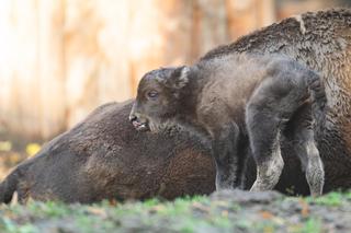 W ZOO Wrocław urodziły się dwa małe żubrzątka. Zobacz, jakie to słodziaki [ZDJĘCIA]