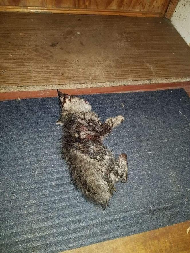 Niemodlin: Zabił małego kotka, żeby pisać jego krwią! Przerażająca historia