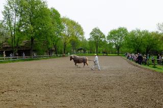 Pierwsze prace polowe w Muzeum Wsi Lubelskiej. Najważniejszy był koń
