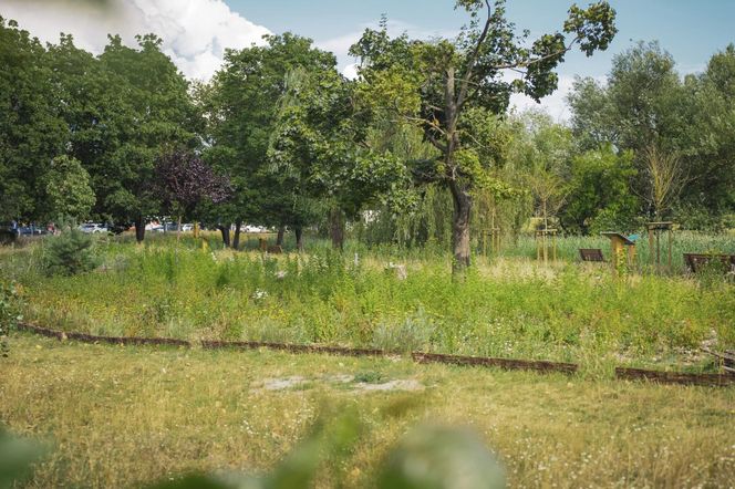 Warszawa ma trzy nowe ogrody biocenotyczne