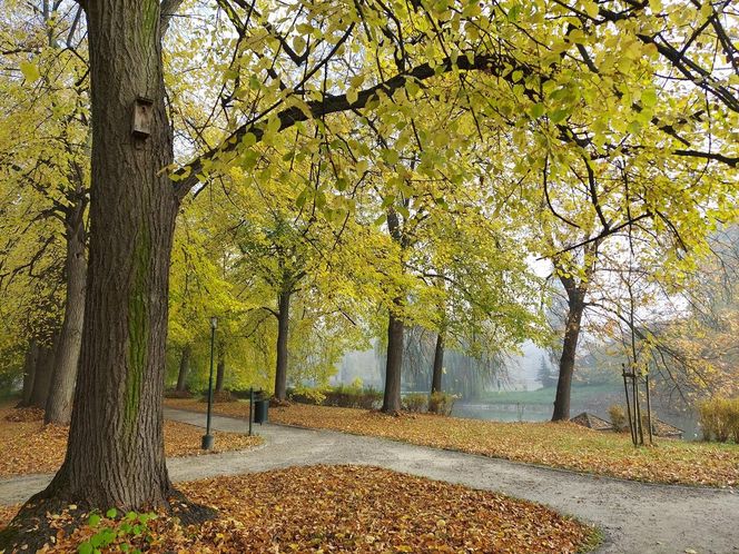 Zamojski Park jesienią