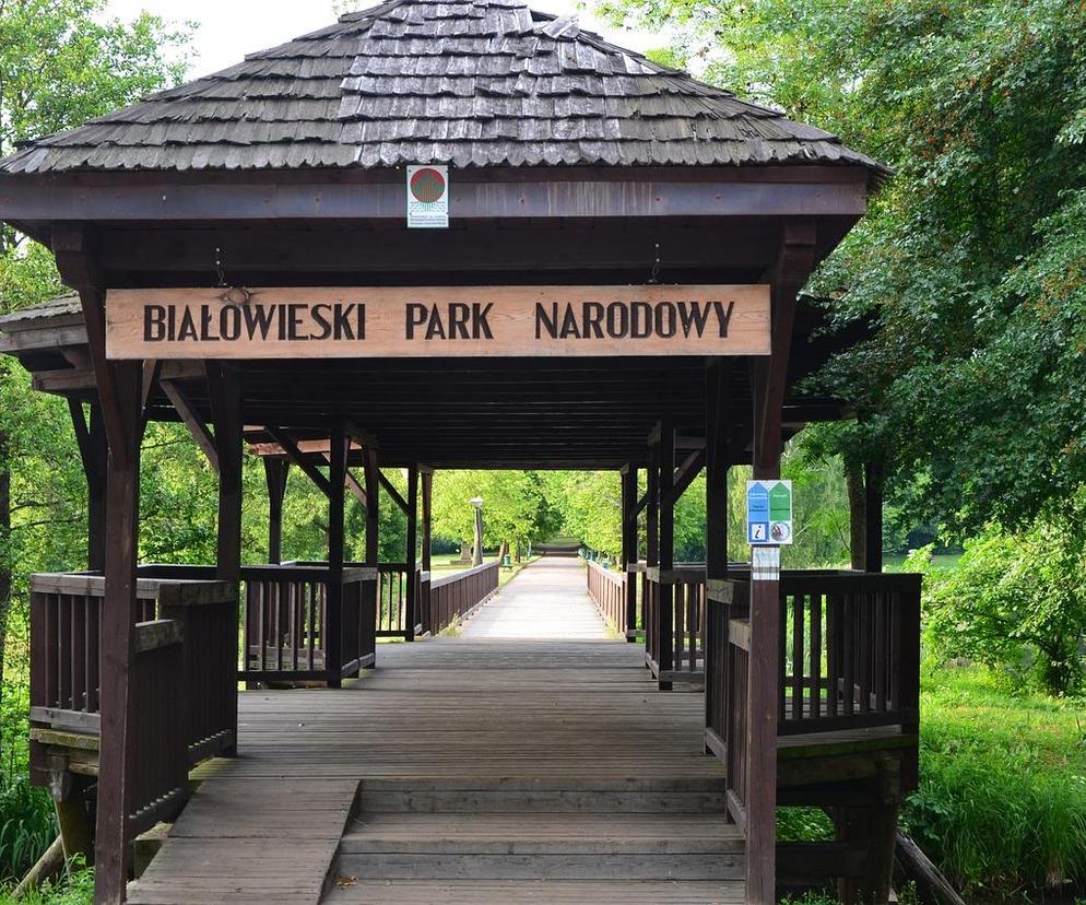 Zwłoki mężczyzny znalezione w Białowieskim Parku Narodowym. Policja bada sprawę 