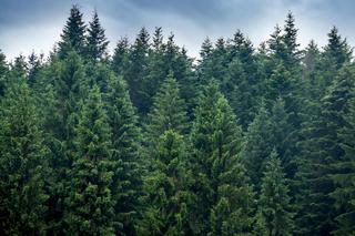 Drzewa, które przynoszą pecha. Omijaj je szerokim łukiem i nie sadź w swoim ogrodzie!