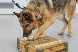 Postrach przemytników odchodzi na emeryturę. Tam spędzi resztę życia. Wszyscy ją kochają