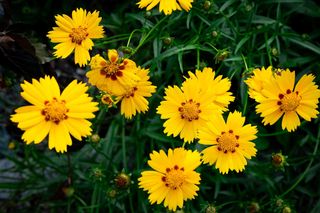 Nachyłek wielkokwiatowy