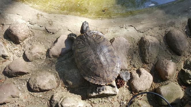 Światowy Dzień Żółwia