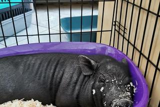 Świnka Pumba zostawiona w oknie życia