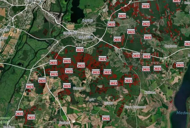 Wycinka lasów w Szczecinie i regionie 