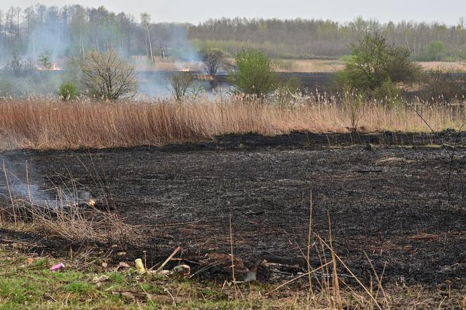 Pożar traw w krakowskiej dzielnicy Dębniki