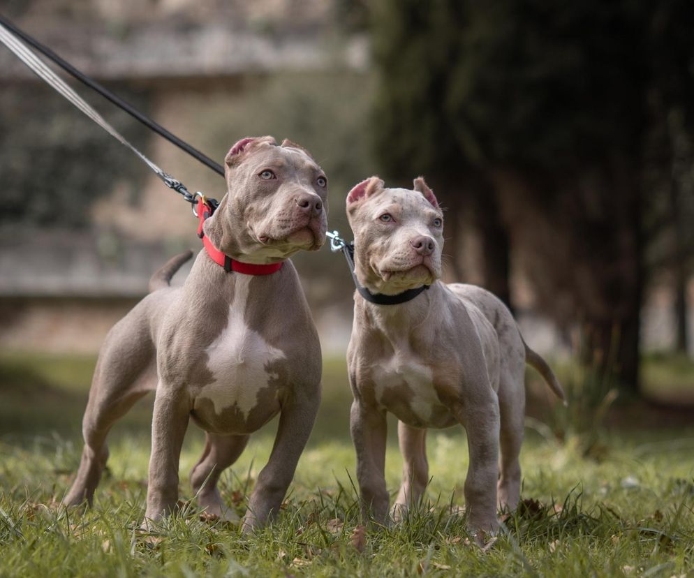 Właściciele będą usypiać swoje psy! W życie wszedł zakaz hodowli i sprzedaży psów rasy american XL bully 