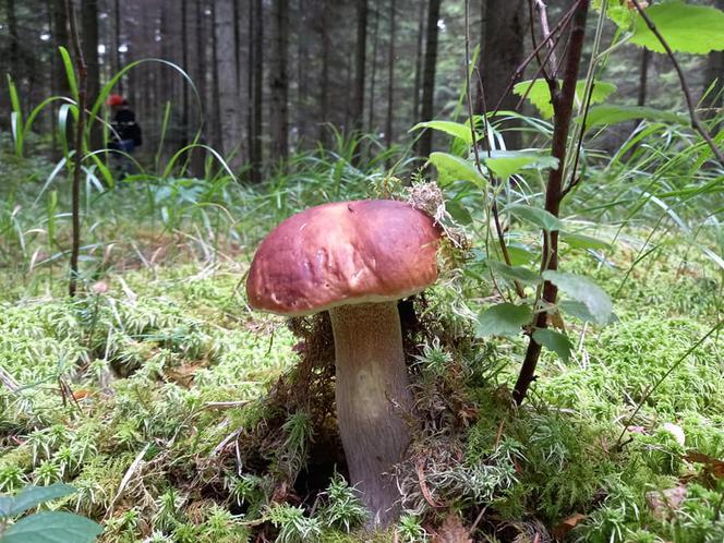 Rosną jak grzyby po deszczu! Grzybiarze szykują się na żniwa