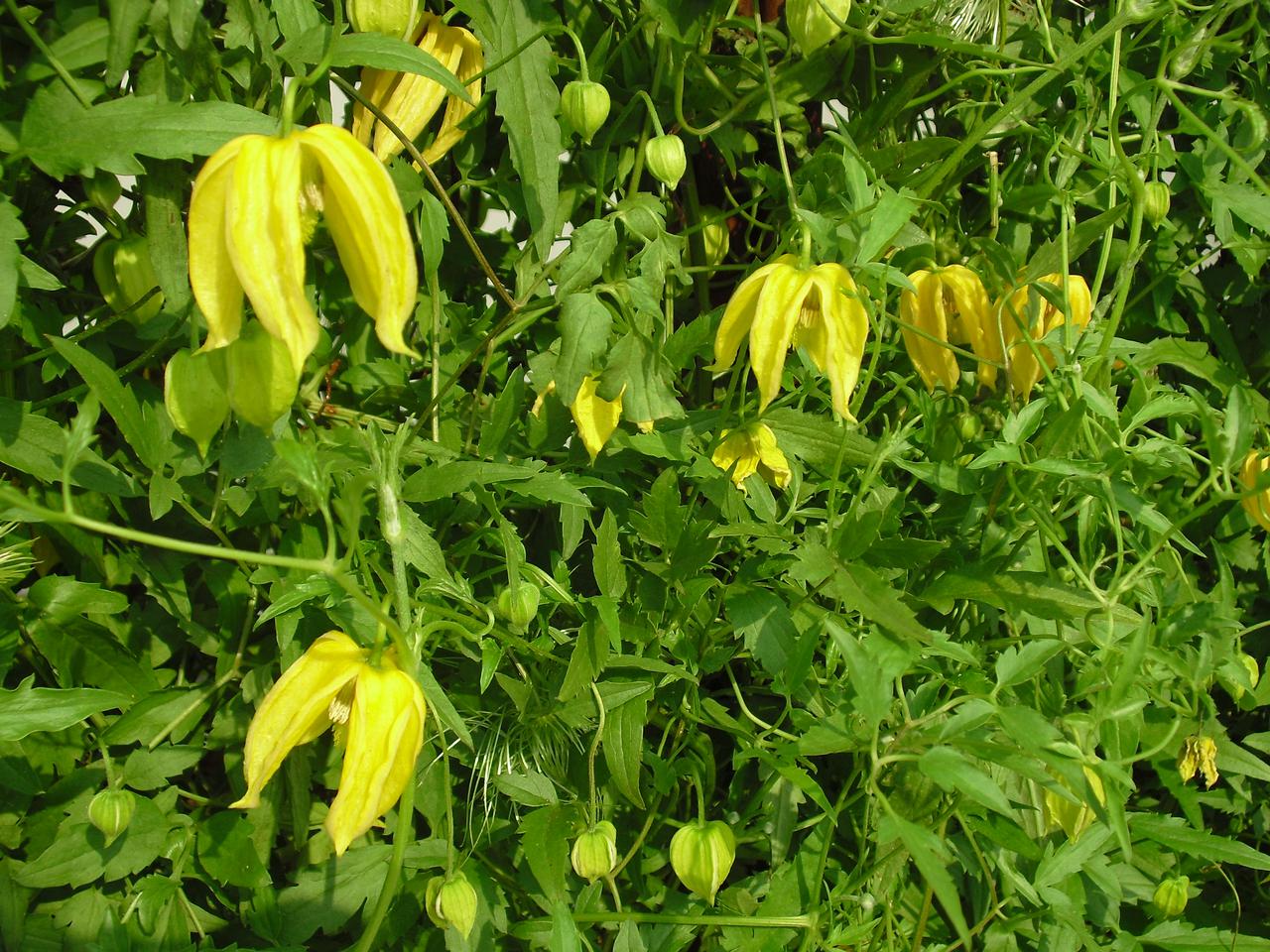 Powojnik  'Lambton Park'  - Clematis  'Lambton Park' 