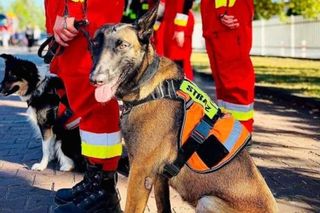 Dafne, bohaterka na czterech łapach. Bolesna diagnoza i trudna walka o zdrowie