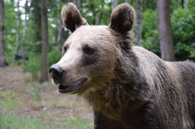 Poznańskie Zoo zbiera orzechy włoskie dla niedźwiedzi!