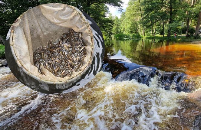 Troć Wędrowna wraca do świętokrzyskich rzek po stuleciu nieobecności!