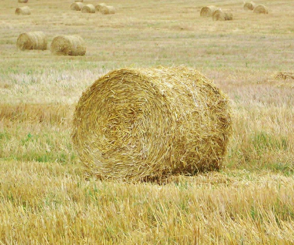 Dożynki lokalnie. Przygotowania do Święta Plonów