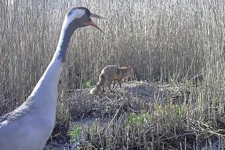 Zjadł dzieci na oczach rodziców