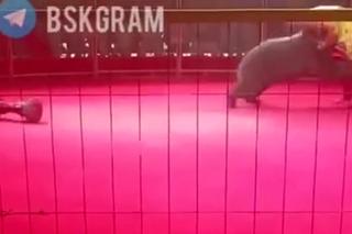 Ogromny niedźwiedź zaatakował tresera w cyrku. Horror na oczach setek dzieci