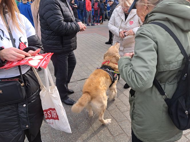 33. Finał WOŚP z grupą krakowskich Golden Retrieverów