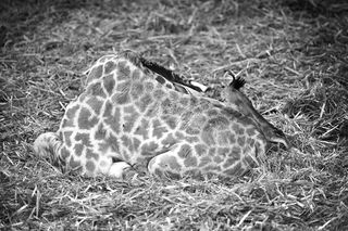 Wielki smutek w poznańskim zoo. Nie udało się go uratować