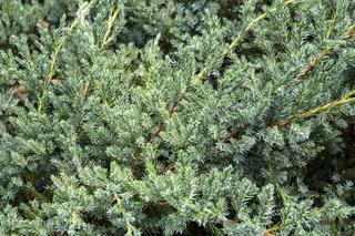 Jałowiec łuskowaty 'Blue Carpet' - Juniperus squamata 'Blue Carpet'
