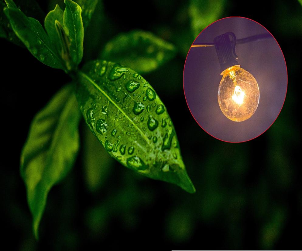 Energia elektryczna z… liści? Niesamowity wynalazek włoskich naukowców