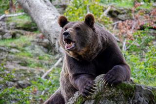 Wybieracie się w Bieszczady? Uważajcie na niedźwiedzie! Cały czas są jeszcze bardzo aktywne