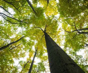 Alergia na pyłki drzew. Objawy alergii na pyłki drzew