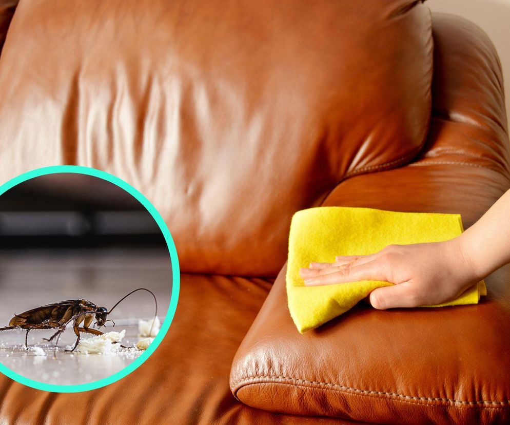 Meble z drugiej ręki mogą być pełne karaluchów