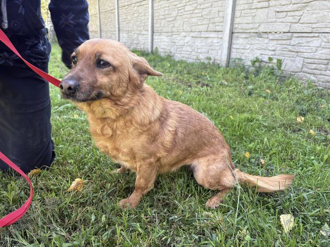 Tak dużo kotów dawno tam nie było. Schronisko w Henrykowie koło Leszna zaprasza na dni otwarte